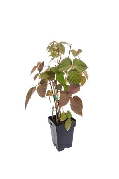 fidanistanbul Böğürtlen Fidanı Dikenli Yaprak Dökmeyen İthal Rubus fruticosus...