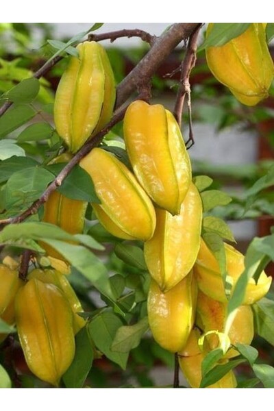 fidanistanbul Aşılı Yıldız Meyvesi Fidanı Carambola 60 80 cm
