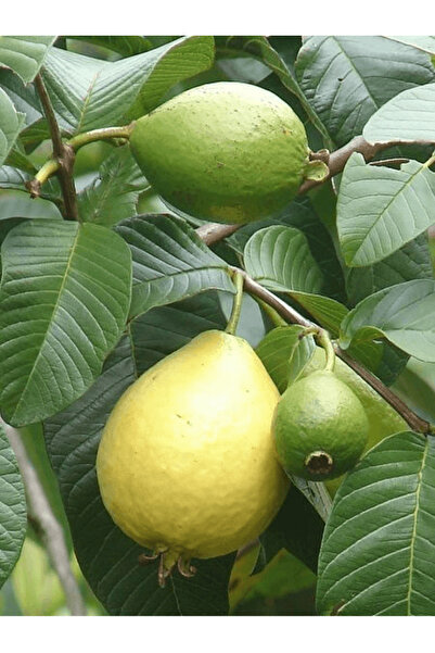 fidanistanbul İçi Beyaz Guava Fidanı Psidium guajava 80 100 cm Saksıda