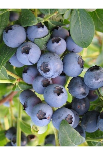 fidanistanbul Yaban Mersini Fidanı Vaccinium corymbosum JUBİLEE Blueberry Sak...