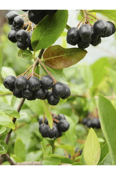 fidanistanbul Aronya Fidanı Rus Yaban Mersini Aronia melanocarpa Nero 3 Yaş 4...