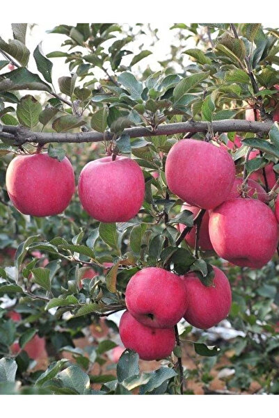 fidanistanbul Elma Fidanı Fuji Kiku 8 120 cm Saksıda