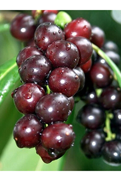 fidanistanbul Karayemiş Fidanı Laz Kirazı Prunus laurocerasus 4 yaş 120 cm Sa...
