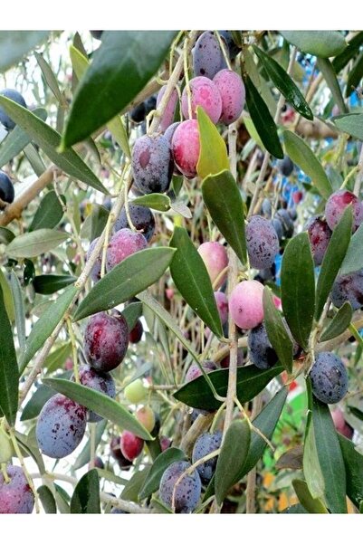 fidanistanbul Zeytin Fidanı MEMECIK 80 100 cm