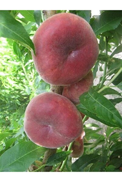 fidanistanbul Şeftali Fidanı Yassı Şeftali 3 4 Yaş 120 cm Saksıda