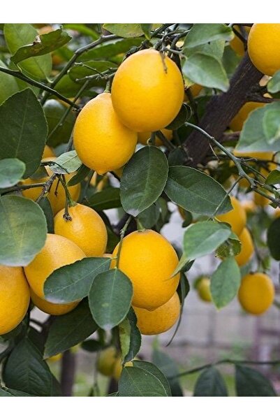fidanistanbul Limon Fidanı Citrus limon Bodur Masa Limonu Küçük Yaş 20 30 cm ...