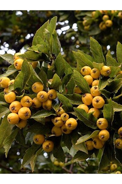 fidanistanbul Alıç Fidanı Sarı Crataegus pubescens 4 Yaş 120 cm Saksıda