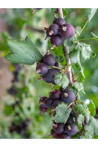 fidanistanbul Siyah Frenk Üzümü Fidanı Ribes nidigramolaria Jostaberry 4 5 ya...