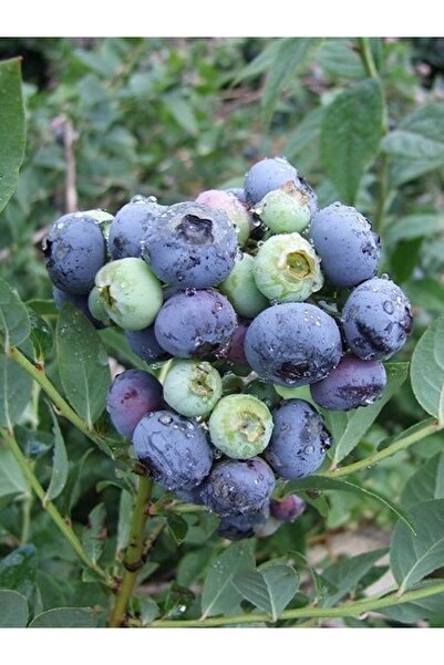 fidanistanbul Yaban Mersini Fidanı Vaccinium corymbosum DARROW 3 Yaş Saksıda