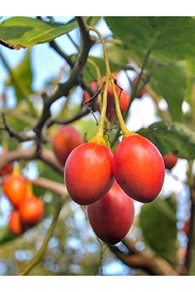 fidanistanbul Domates Ağacı Tamarillo Solanum betaceum 120 cm