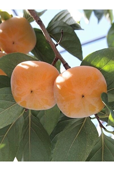 fidanistanbul Trabzon Hurması Fidanı FUYU 3 Yaş 120 cm Saksıda