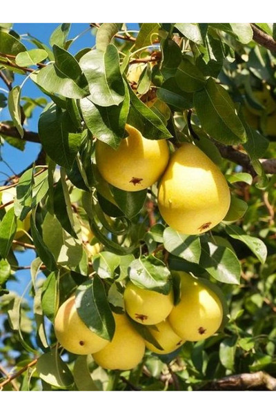 fidanistanbul Armut Fidanı KARAHÜSEYİN 120 cm Saksıda
