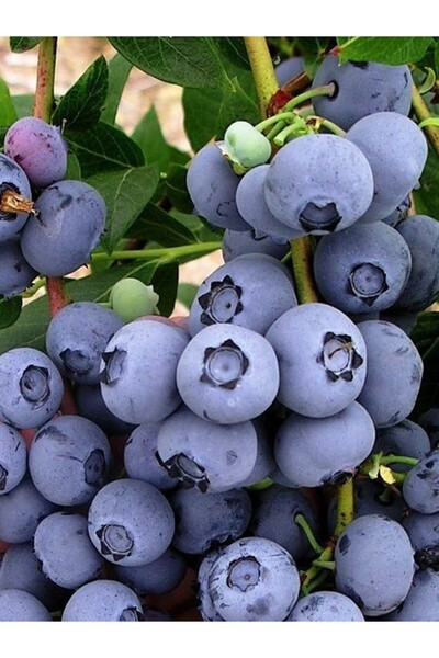 fidanistanbul Yaban Mersini Fidanı Vaccinium corymbosum DUKE 3 Yaş Saksıda