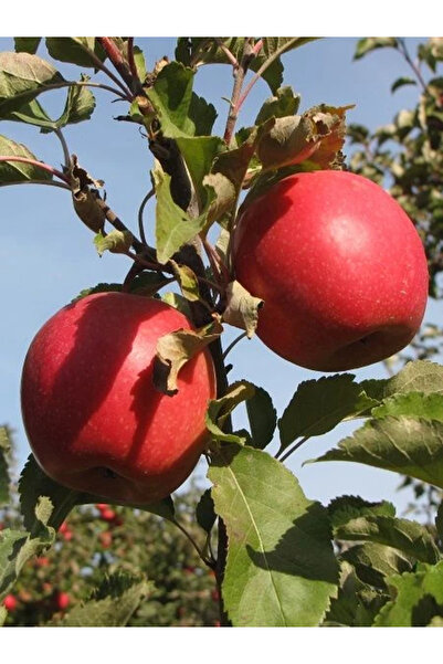 Apple Seedling Sour Pink 120 cm in Pot