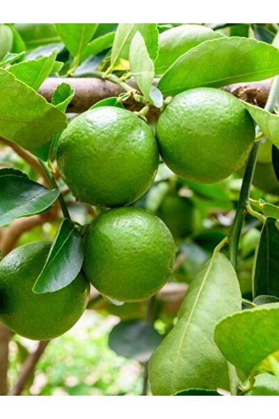 fidanistanbul Limon Fidanı Misket Citrus aurantifolia Lime Misket Limon 80 10...