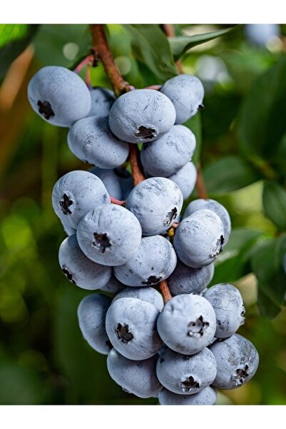 fidanistanbul Yaban Mersini Fidanı Blueberry Vaccinium corymbosum Chandler Sa...