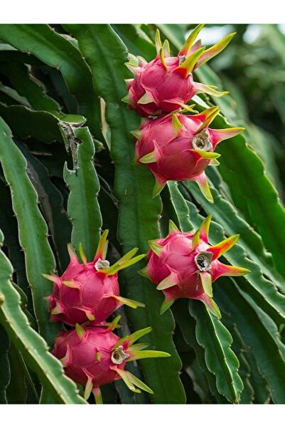 fidanistanbul İçi Beyaz Ejder Meyvesi Fidanı Hylocereus undatus Pitaya 20 cm