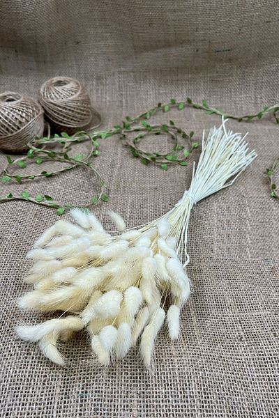 Hayalperest boncuk Κρέμα Cotton Grass Lagurus Φυσικό Αποξηραμένο Λουλούδι