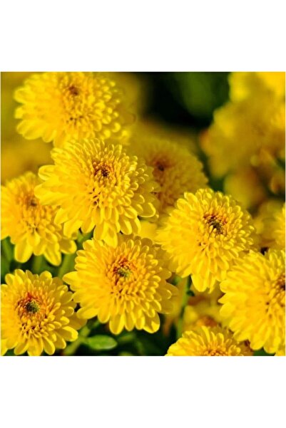 Mimoza Kasımpatı Saksı’da (Chrysanthemum) Sarı Renk