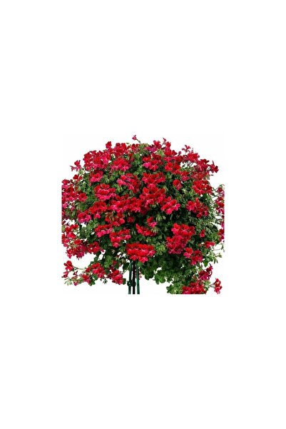 Mimoza Kırmızı Sakız Sardunya Çiçeği Fidanı 10-20 cm