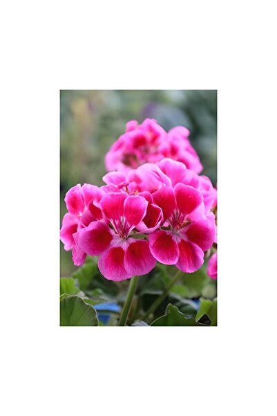 Genel Markalar Açık Pembe Ceylangözü Sardunya Çiçeği 10-20 cm