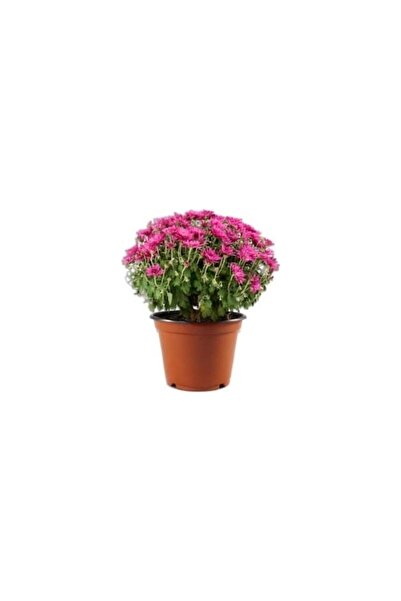 Mimoza Mixed Color Chrysanthemum Karışık Renk Kasımpatı Krizantem Saksılı 10-...