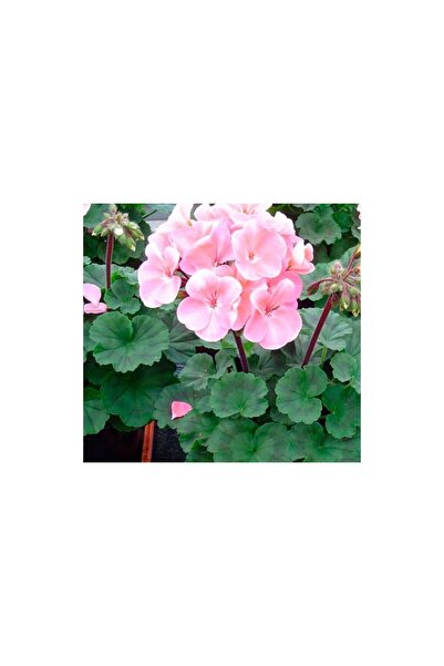 zarif çiçek Sardunya Kırmızı