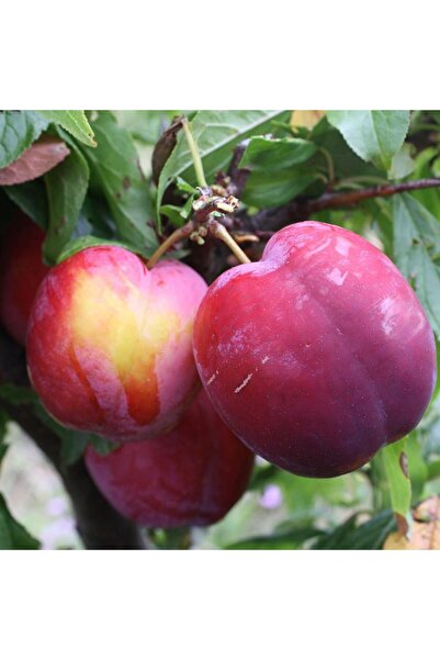 ASES TÜPLÜ 3 YAŞ FORTUNE ERİK FİDANI BOY 150-180 CM