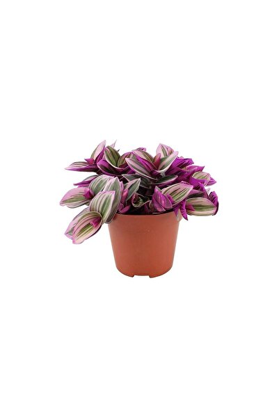 Mimoza Pembe Telgraf Çiçeği Tradescantia Nanouk 10-20 cm