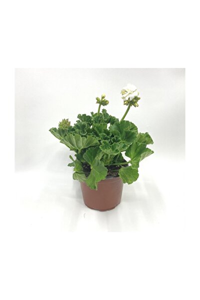 Genel Markalar Puslu Beyaz Çiçeği Fidanı 10-20 cm