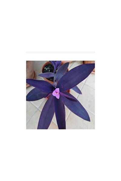 Mimoza Mor Telgraf Çiçeği Fidanı Fidesi 10-20 cm