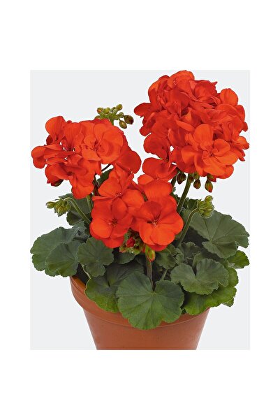 Mimoza Turuncu Sardunya