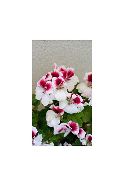 Mimoza Canan Ceylan Gözlü Sardunya Fidanı Mor Beyaz 10-20 cm