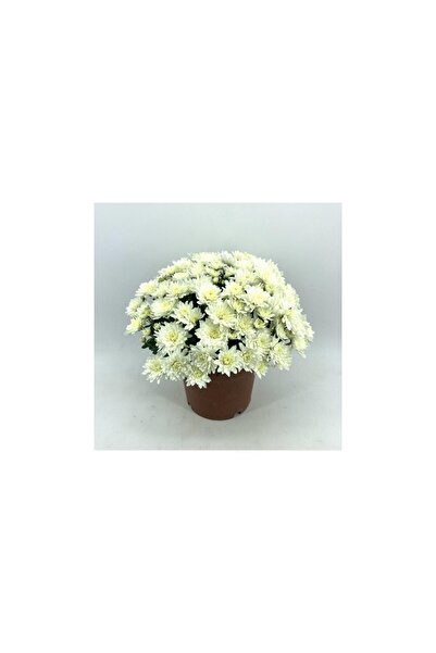Mimoza Kasımpatı Krizantem Chrysanthemum Beyaz 10-20 cm