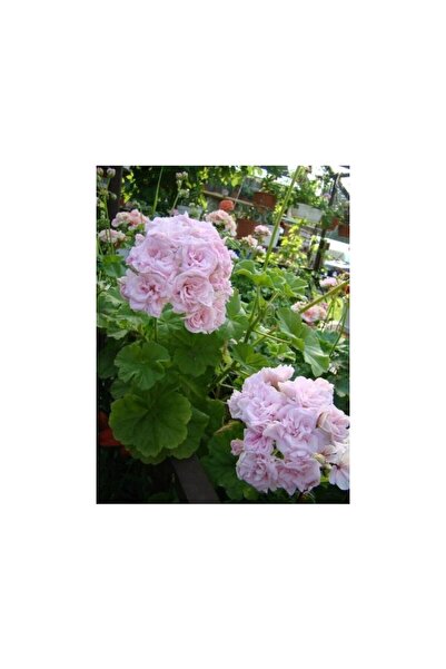 Mimoza Sünbül Ağa Pembe Beyaz Ceylan Gözü Sardunya Fidanı 10-20 cm