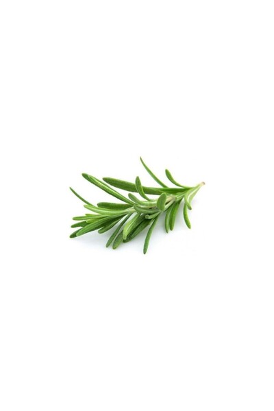 BİORGANİX Biberiye Fidanı 1 Adet 10-20 cm