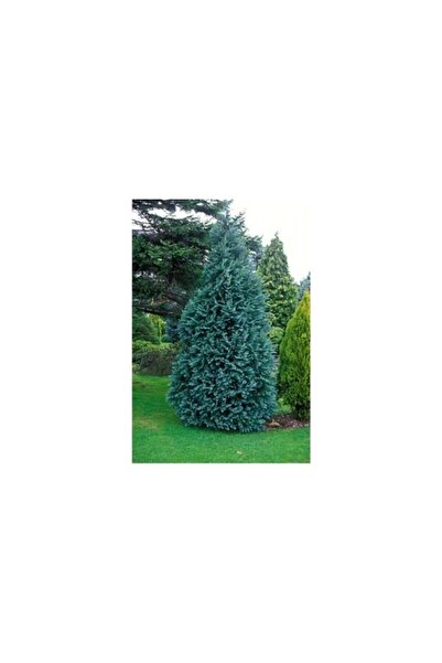 Mimoza Turkuaz Mavi Elwoodii Çam Fidanı Chamaecyparis Ellwoodii 30-60 cm