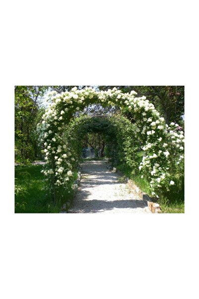 Mimoza Yediveren Beyaz Sarmaşık Gül Fidanı 15-25 cm