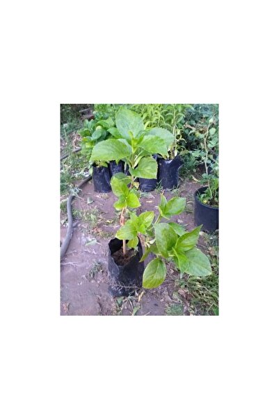 ÖZGÜVEN TARIM Ortanca Çiçeği Fidanı 10-20 cm