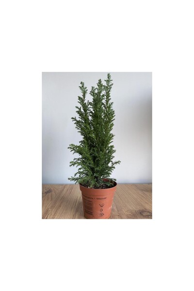 Mimoza Balkon Salon Çamı Elwoodi Çamı 20 25 cm