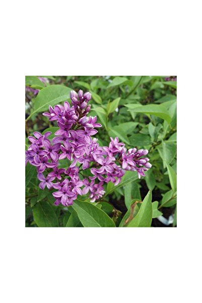 Mimoza Kokulu Leylak Fidanı 30-60 cm