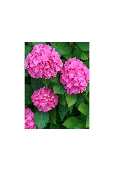 Mimoza Hydrangea Macrophylla Pembe Ortanca Fidanı Fidesi 10-20 cm