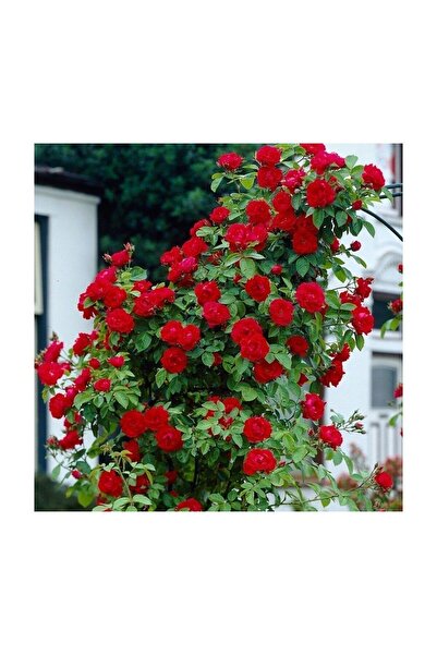 Mimoza Ateş Kırmızı Yediveren Sarmaşık Gül Fidanı 10-20 cm