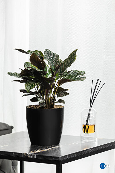 Bliss Yakut Parlak Dekoratif Plastik Çiçek Masa Saksısı 7,4 Litre Iç & Dış Mekan Beyaz Saksı