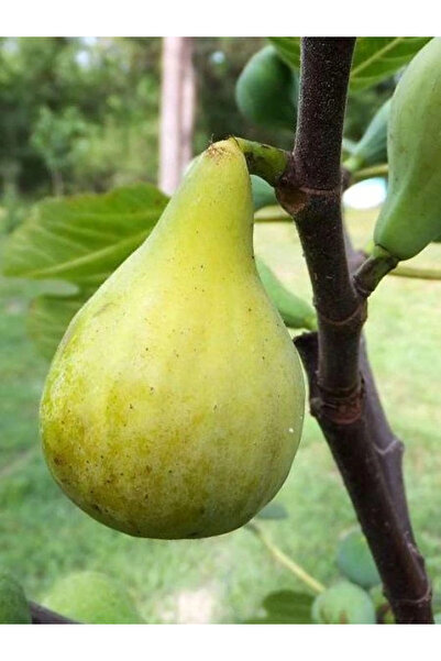 fidanistanbul İncir Fidanı Beyaz Orak 4 Yaş 100 cm Saksıda