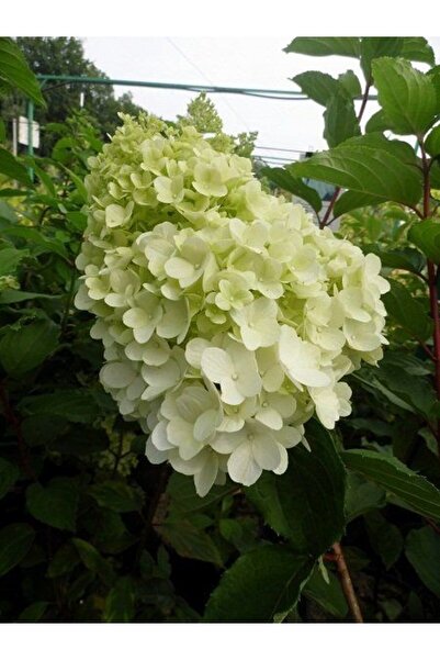 fidanistanbul Konik Ortanca Fidanı Hydrangea paniculata Diamantino İthal