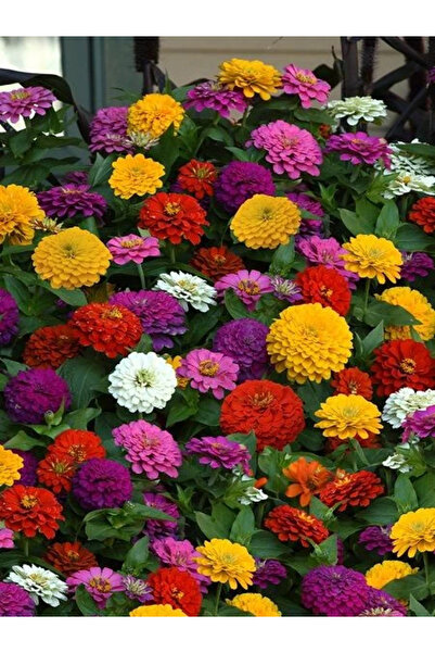 fidanistanbul Zinnia Kiri Hanım Çiçeği Karışık Renk Çiçek Tohumu 150 Adet