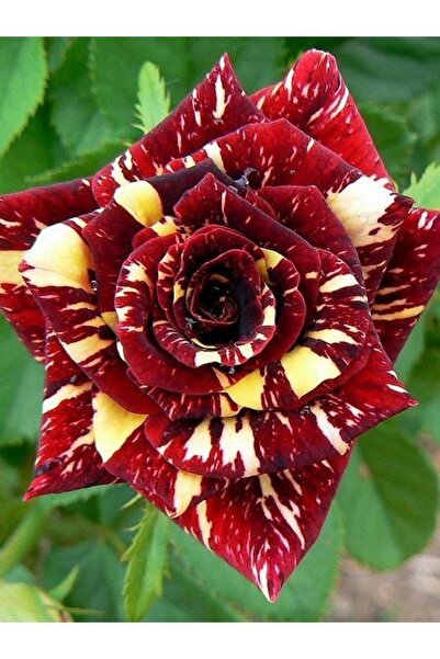 fidanistanbul Baston Gül Fidanı Sihirbaz Rosa ad alberello Abrakadabra 120 cm...