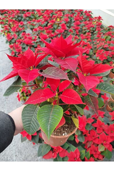 Tunç Botanik ATATÜRK ÇİÇEĞİ PONSETYA  30-40 CM / KIRMIZI SALON BİTKİSİ