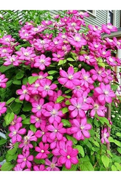 fidanistanbul Yaban Asması Koyu Pembe Çiçekli Clematis Ville De Lyon İthal Sa...